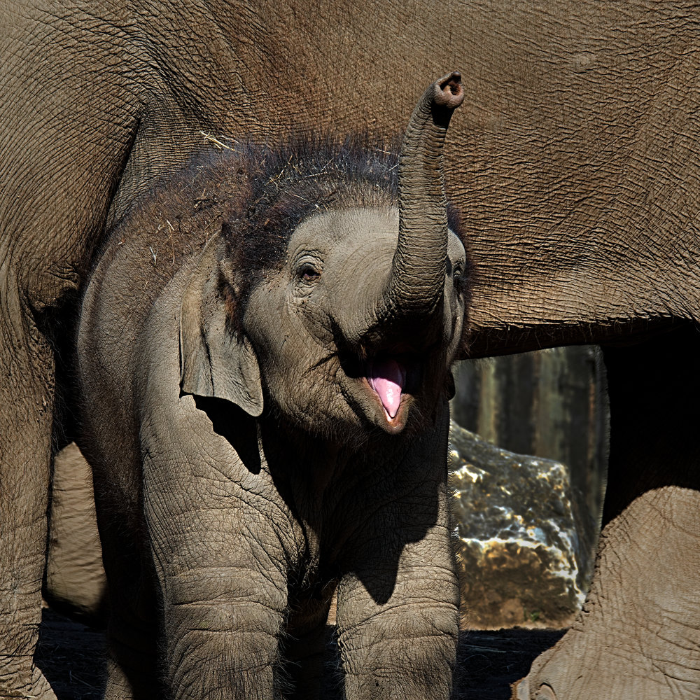   Baby Elephant  
